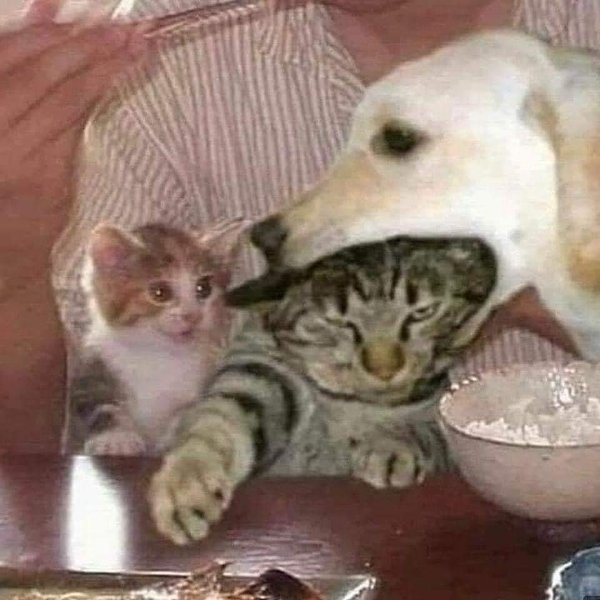 Thumbnail of p-dae8hzoym2g-913350b5ae83435e 5