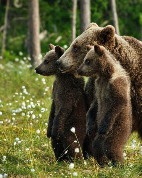 Thumbnail of p-cblybezanl3-91f493b35d544115 1