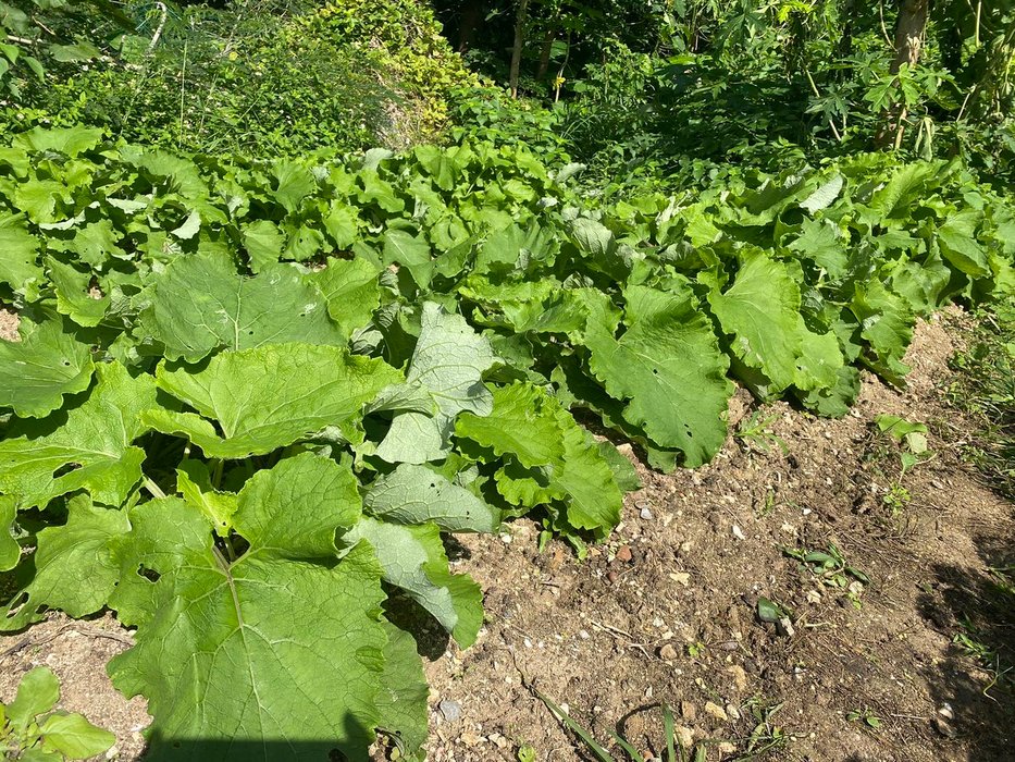 Thumbnail of www-x-com-mj-transfer-status-1605706517118058496-93b5aa844baf4ab7