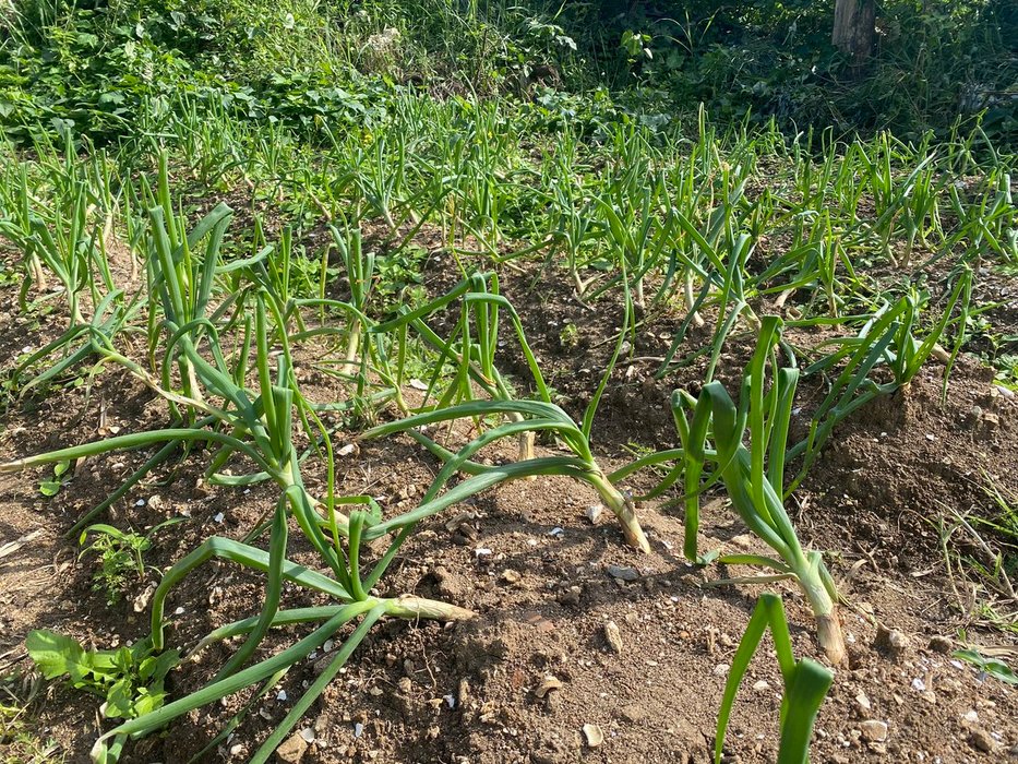 Thumbnail of www-x-com-mj-transfer-status-1605706517118058496-93b5aa844baf4ab7