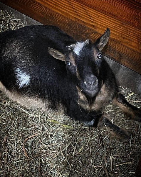 Thumbnail of p-cqllcjpudfs-947906c5d73c4cb8 3