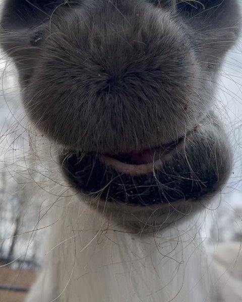 Thumbnail of p-cqllcjpudfs-947906c5d73c4cb8 4