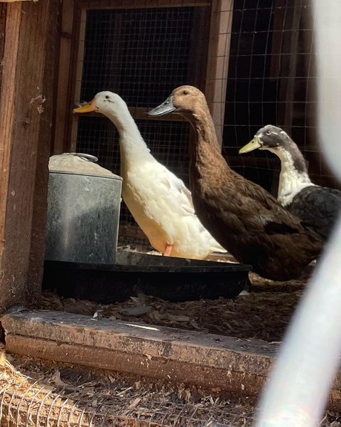 Thumbnail of p-cqllcjpudfs-947906c5d73c4cb8 7