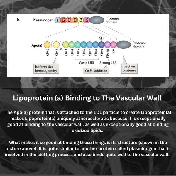 Thumbnail of ct-uvqzox13-947eedd95fbb45a4 5