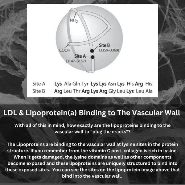 Thumbnail of ct-uvqzox13-947eedd95fbb45a4 6