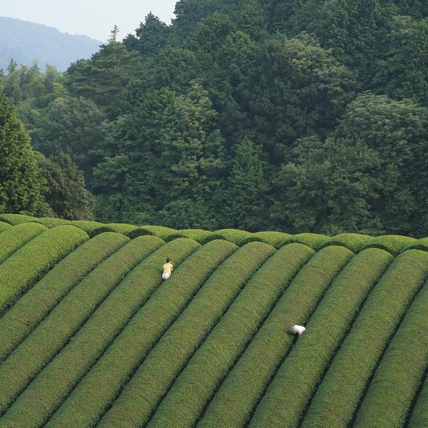 Thumbnail of p-borztw4bsw0-94ebc0c696d74826 0