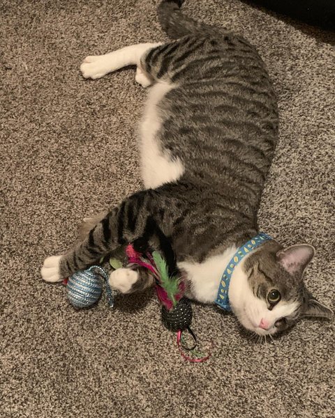 Thumbnail of cjujtf7a-9r-955ff1ab942542e5 2