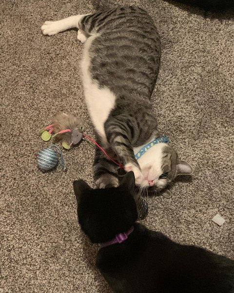 Thumbnail of cjujtf7a-9r-955ff1ab942542e5 3