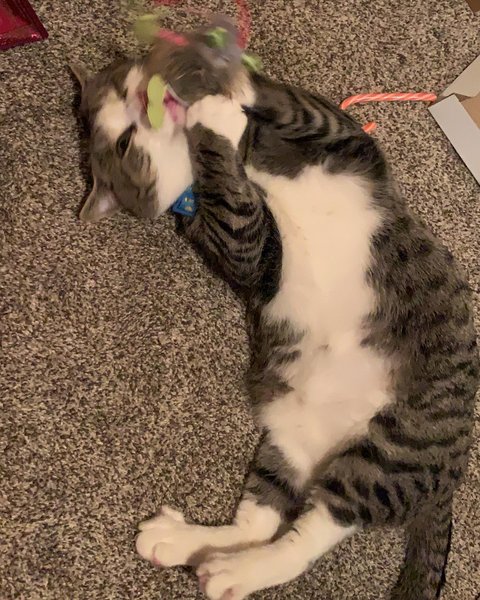 Thumbnail of cjujtf7a-9r-955ff1ab942542e5 6