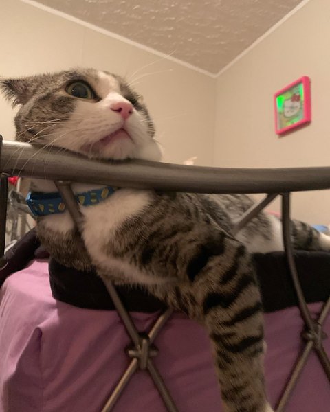 Thumbnail of cjujtf7a-9r-955ff1ab942542e5 8