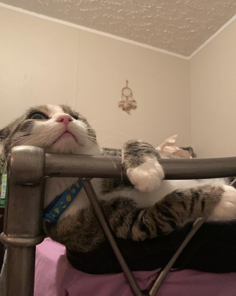 Thumbnail of cjujtf7a-9r-955ff1ab942542e5 9