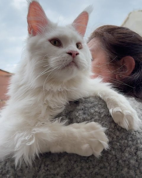 Thumbnail of p-c5i1bzfnsm5-959d660303fe4fc6 1