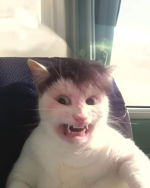 Thumbnail of p-dhkxkisorl-95ca1e4d397140e4 0