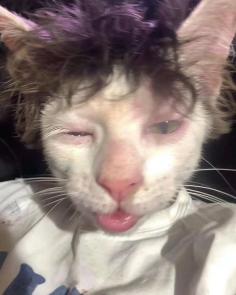 Thumbnail of p-dhkxkisorl-95ca1e4d397140e4 3