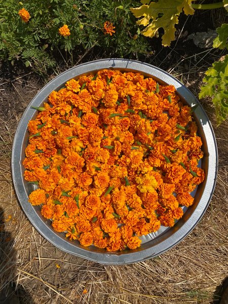 Thumbnail of p-dmfkb4ir0vm-95d503258ab344d9 0