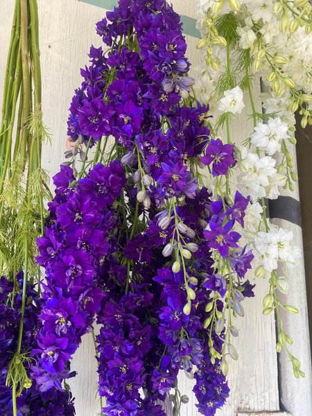 Thumbnail of p-dmfkb4ir0vm-95d503258ab344d9 1