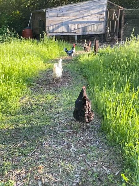 Thumbnail of p-dmfkb4ir0vm-95d503258ab344d9 10