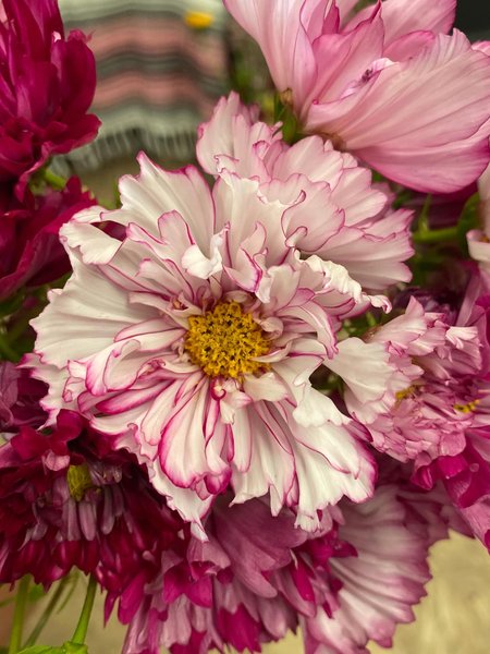 Thumbnail of p-dmfkb4ir0vm-95d503258ab344d9 14