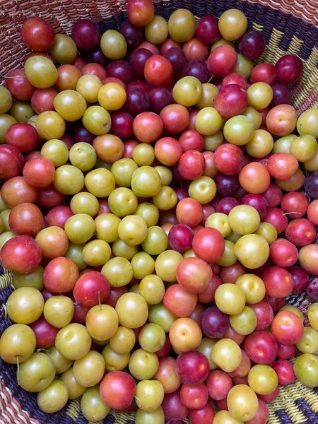 Thumbnail of p-dmfkb4ir0vm-95d503258ab344d9 2