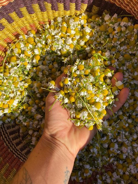 Thumbnail of p-dmfkb4ir0vm-95d503258ab344d9 5