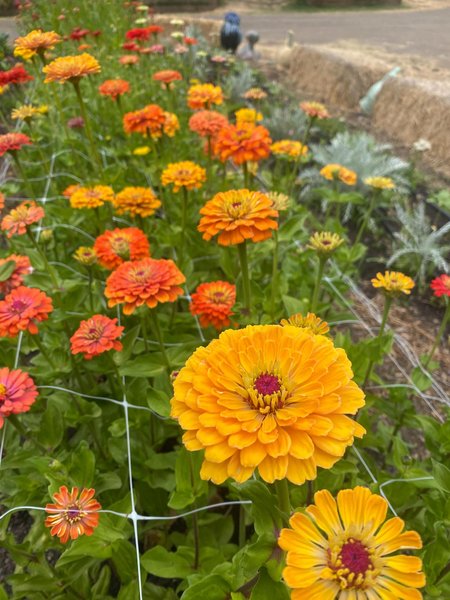 Thumbnail of p-dmfkb4ir0vm-95d503258ab344d9 6