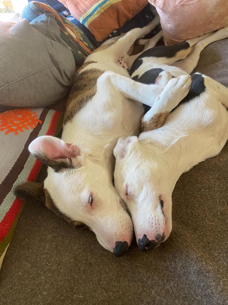 Thumbnail of p-dmfkb4ir0vm-95d503258ab344d9 7