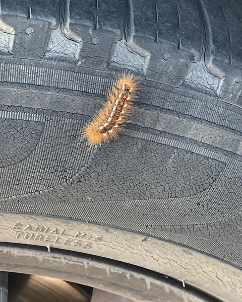 Thumbnail of p-cdlx2kvi6ed-97e0f33a3c594cd9 7