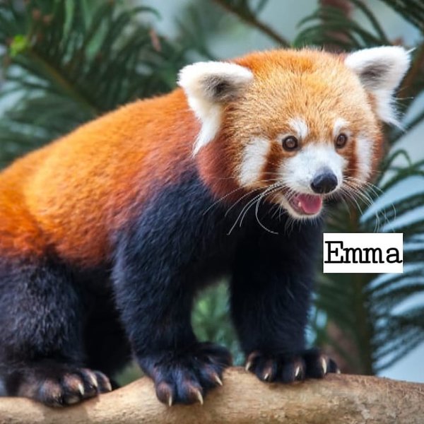 Thumbnail of p-cckgeacjdgx-97fe3c3d1b8e44d4 0