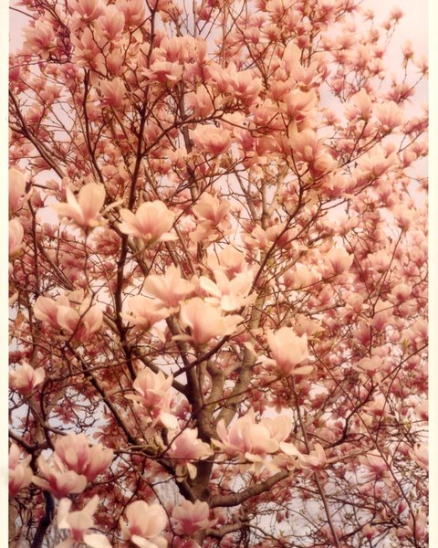 Thumbnail of p-cnqqjxmaop9-9886d474a8c44b15 0