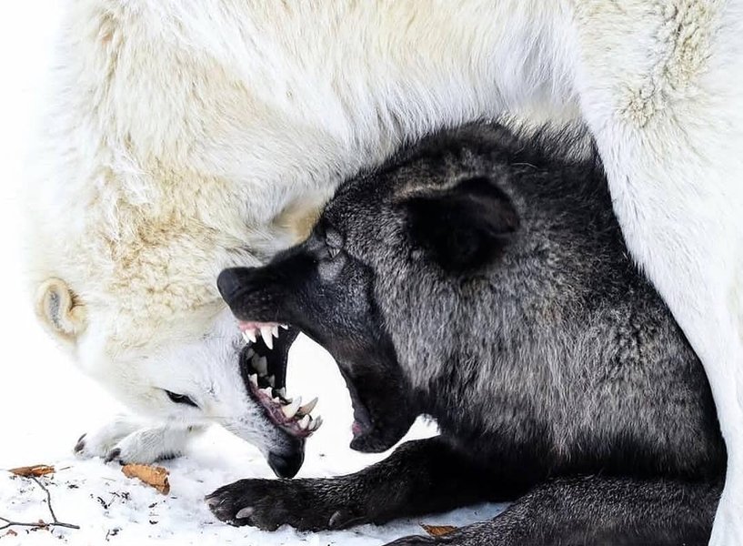 Thumbnail of p-b4xmy6jgcuf-98cc2a1548b84f9f 0