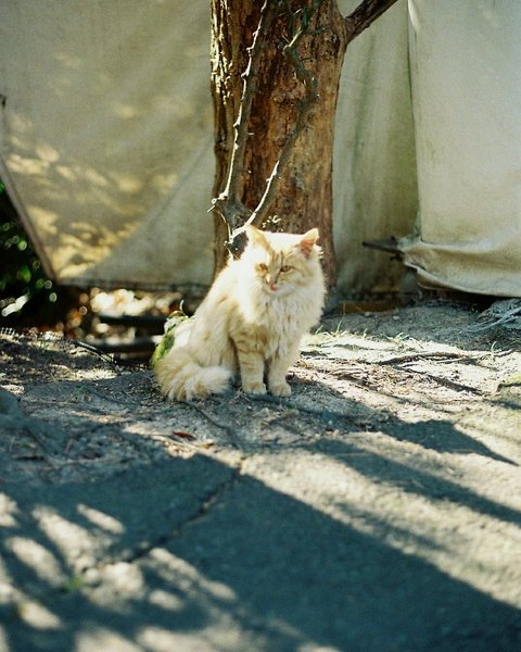 Thumbnail of p-cjsqprfdosw-997516f4bf554a3d 8