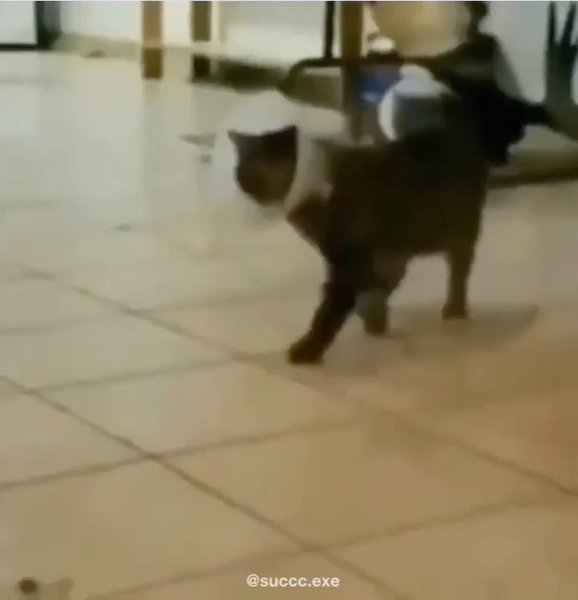 Thumbnail of p-cc6a62oponc-9bc393fef17341d5 0