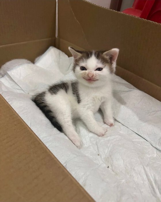 Thumbnail of www-x-com-thecatsx-status-1985246063146750179-9c0381a50f524d0e