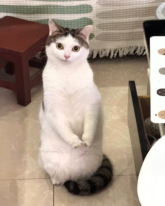 Thumbnail of www-x-com-thecatsx-status-1985246063146750179-9c0381a50f524d0e