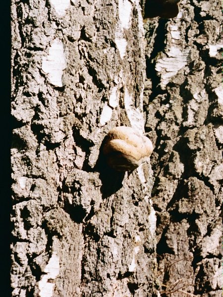 Thumbnail of p-dkw2xgitl3x-9dbfaacfcac447af 9