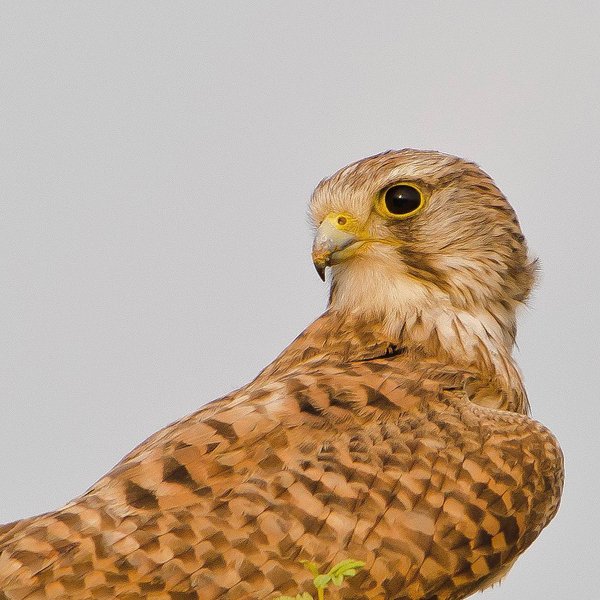 Thumbnail of p-bwtrvwhf3ut-9e1036a8b79b463b 0