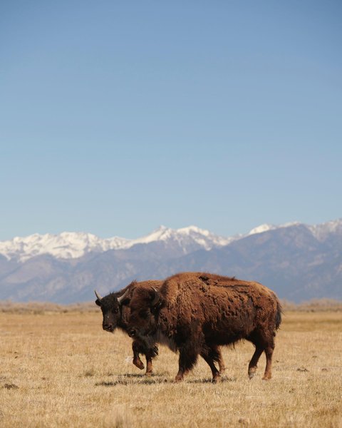 Thumbnail of p-cqevse2gjiz-9e62a3ab16c84493 3