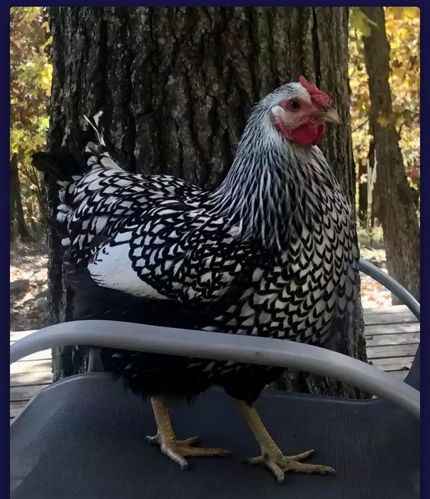 Thumbnail of www-x-com-maladroithe-status-1660144027407372290-9f2fad3544114ada