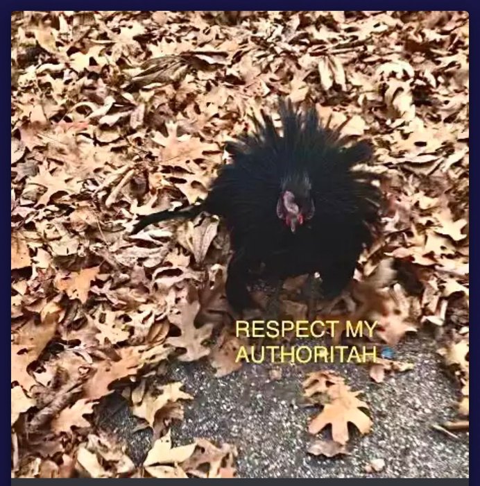 Thumbnail of www-x-com-maladroithe-status-1660144027407372290-9f2fad3544114ada