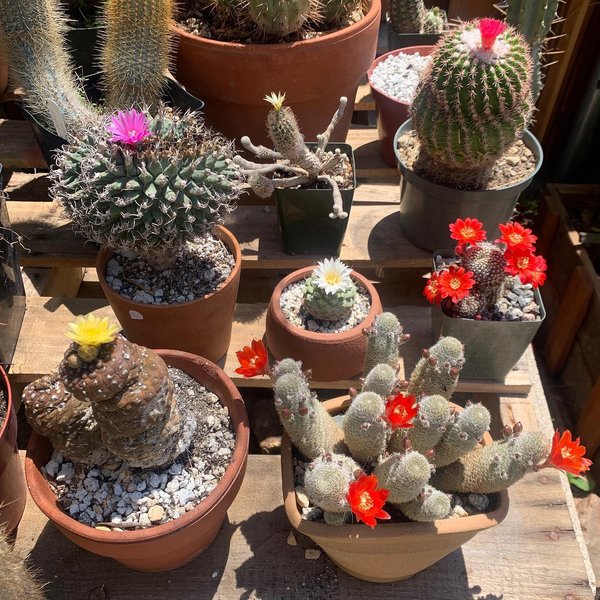 Thumbnail of p-catew6ynz2w-a090da029fcb4a22 0