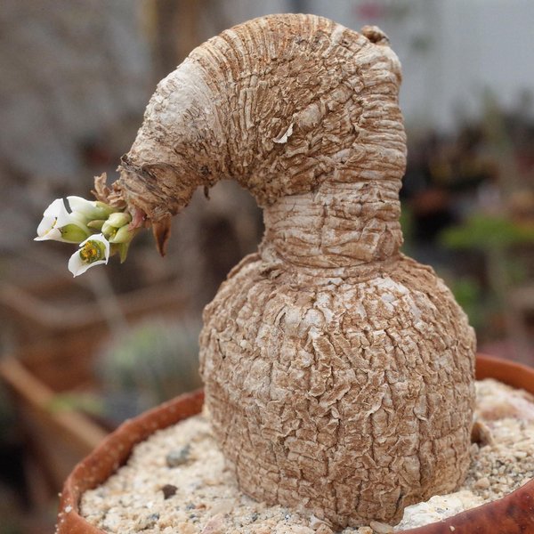 Thumbnail of p-catew6ynz2w-a090da029fcb4a22 1