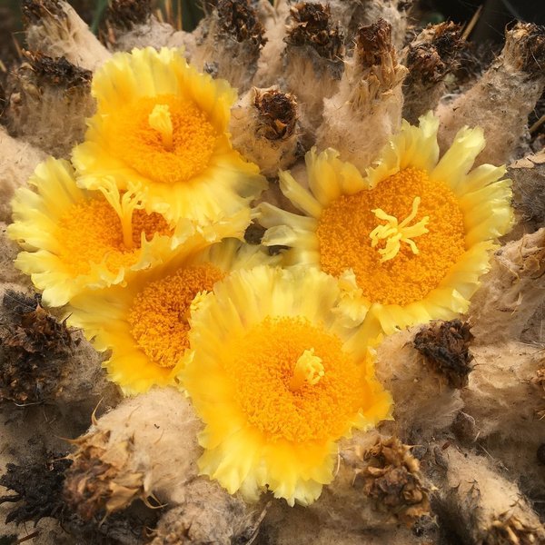 Thumbnail of p-catew6ynz2w-a090da029fcb4a22 2