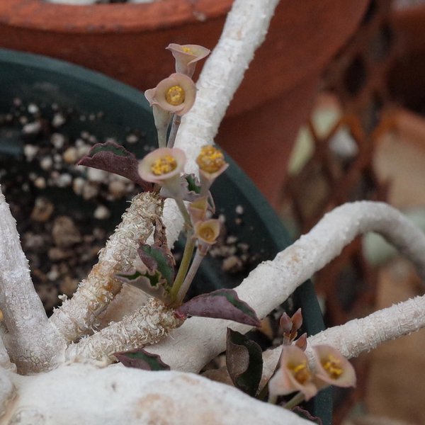 Thumbnail of p-catew6ynz2w-a090da029fcb4a22 3