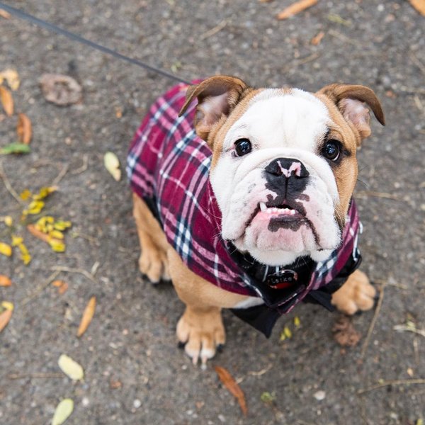 Thumbnail of p-bqsokwghf2r-a2d1829885204d85 1