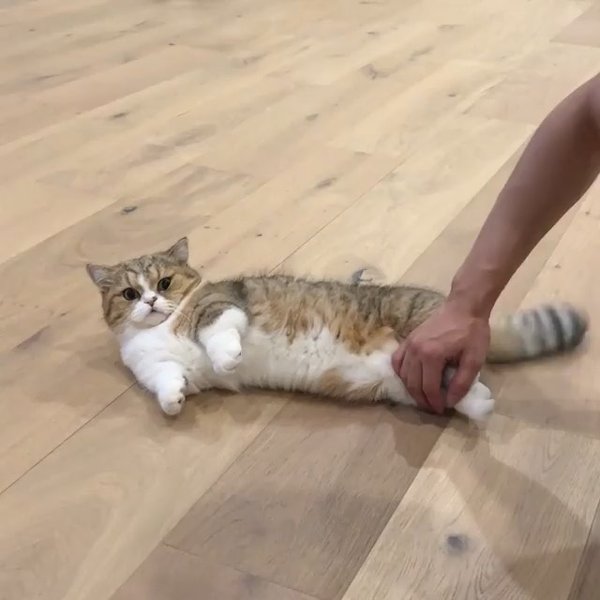 Thumbnail of p-b1caxbmjitr-a2fcf36366b84931 0