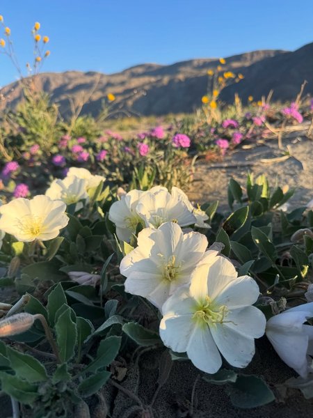 Thumbnail of www-instagram-com-p-dr0mnc2j2gh-img-index-3 0