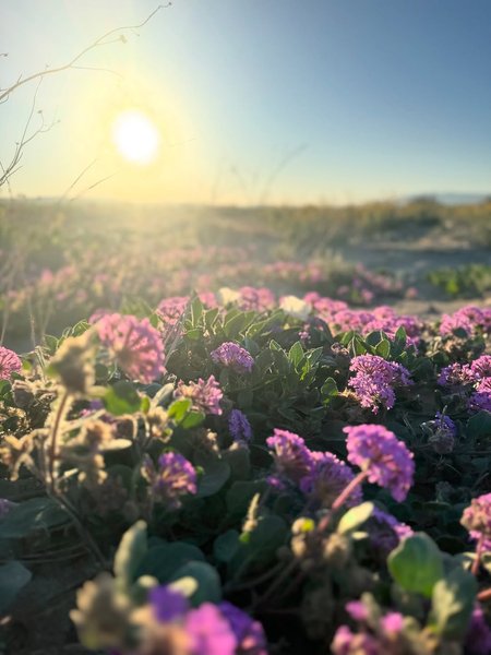 Thumbnail of www-instagram-com-p-dr0mnc2j2gh-img-index-3 1