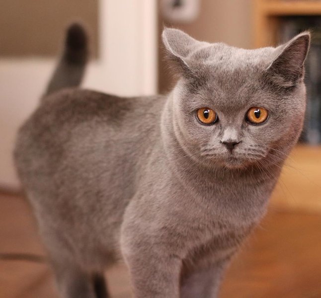 Thumbnail of p-byymqj7jcad-a4a170ee318b45d5 0