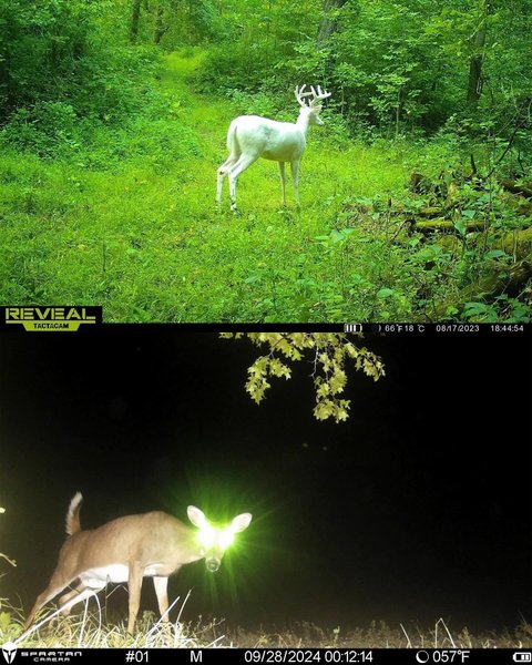Thumbnail of p-dcslwgnp7wj-a549544ae2f34426 11