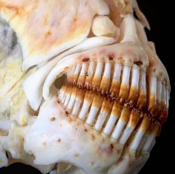 Thumbnail of p-ckeuzdct9q7-a6474605320643db 2